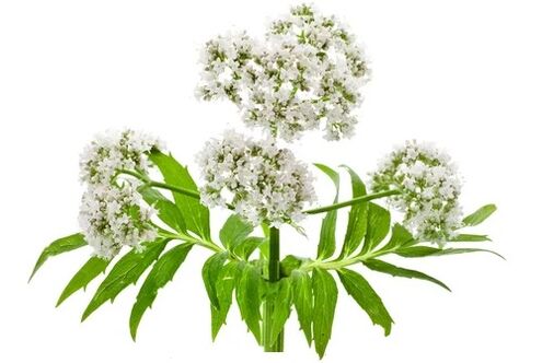 Cardiol contém Valerian officinalis